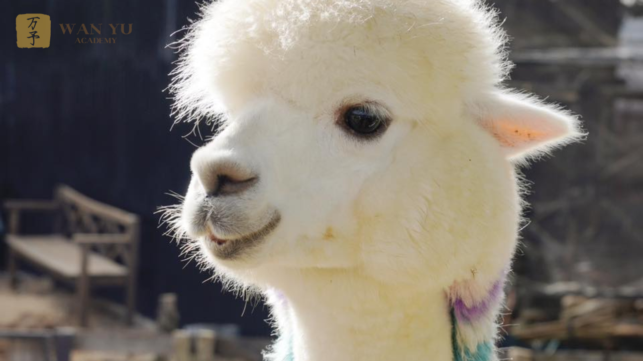 Trà lạc đà - Thứ trà chỉ dành cho vua và tu sĩ Tây Vực